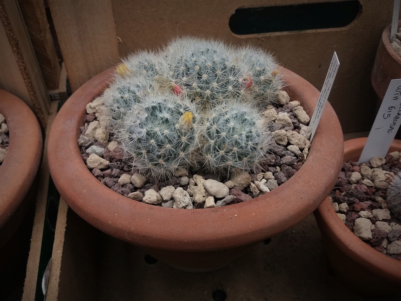 Mammillaria prolifera 