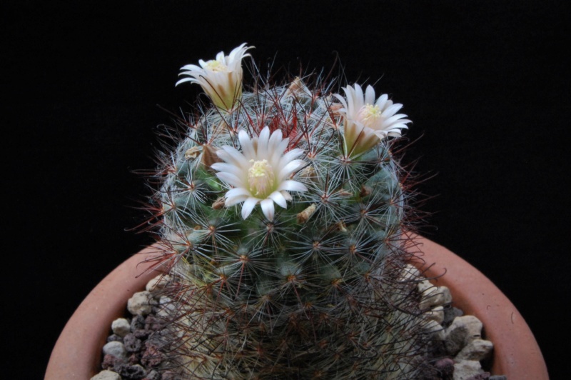 Mammillaria aff. gilensis WTH 515