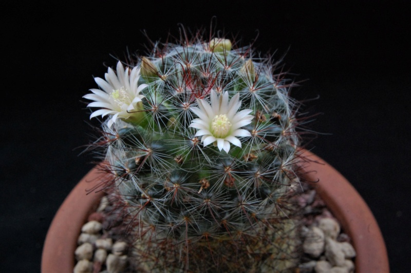 Mammillaria aff. gilensis WTH 515