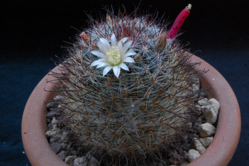 Mammillaria aff. gilensis WTH 515