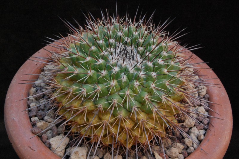 Mammillaria petterssonii WH 13