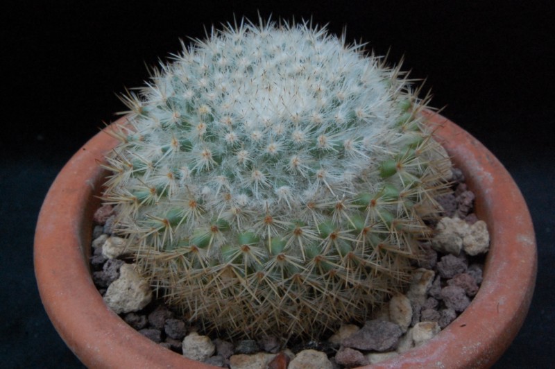 Mammillaria lanigera ML 265