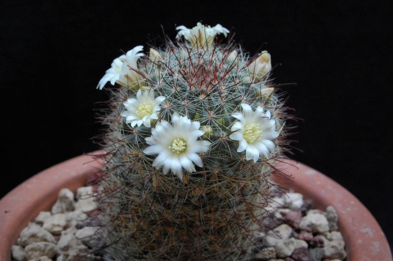 Mammillaria aff. gilensis CSD 285