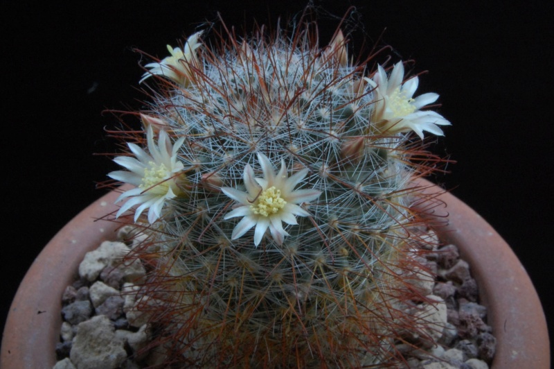 Mammillaria aff. gilensis CSD 285