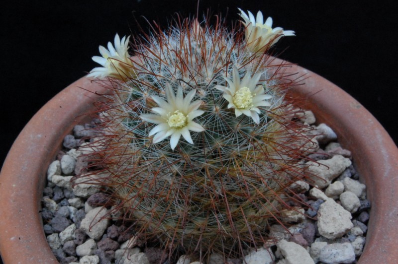 Mammillaria aff. gilensis CSD 285