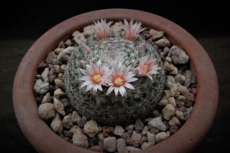 Mammillaria formosa ROG 102