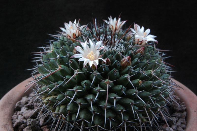 Mammillaria saint-pieana 