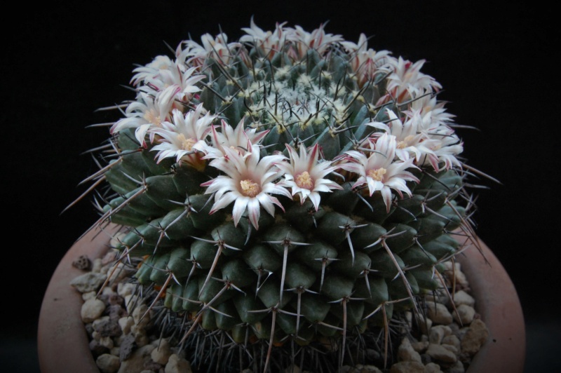 Mammillaria saint-pieana 