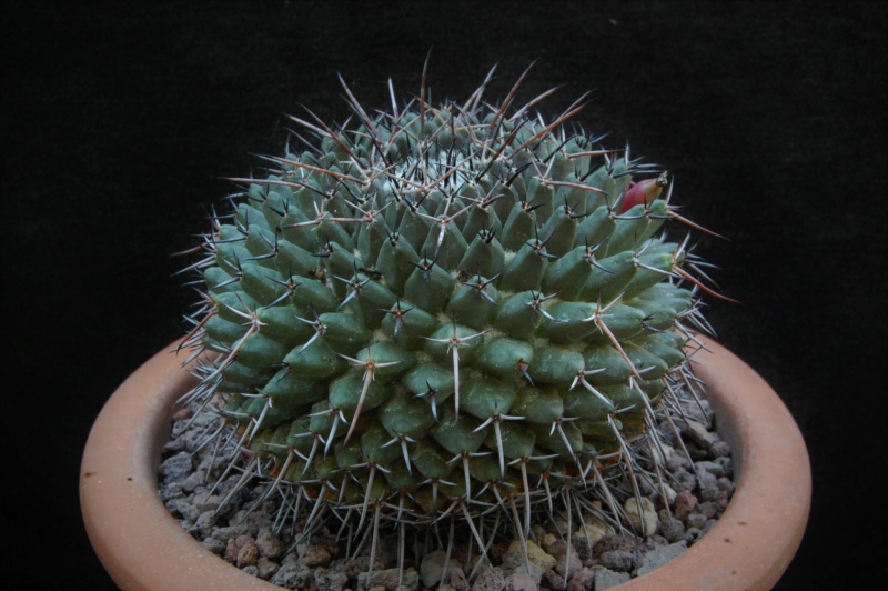 Mammillaria saint-pieana 