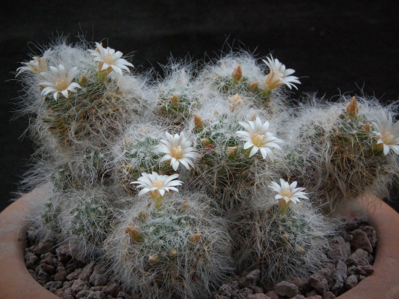 Mammillaria scheinvariana 