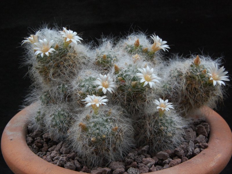 Mammillaria scheinvariana 