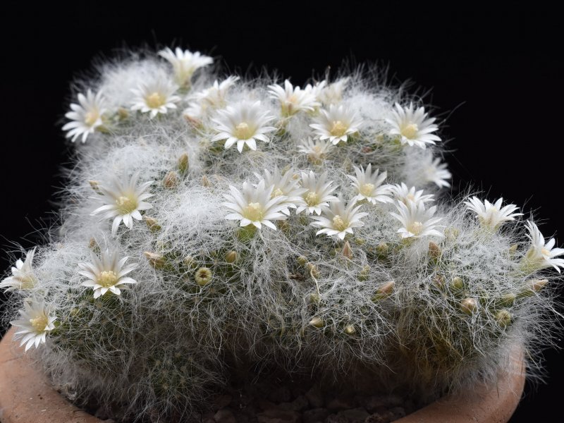 Mammillaria scheinvariana 