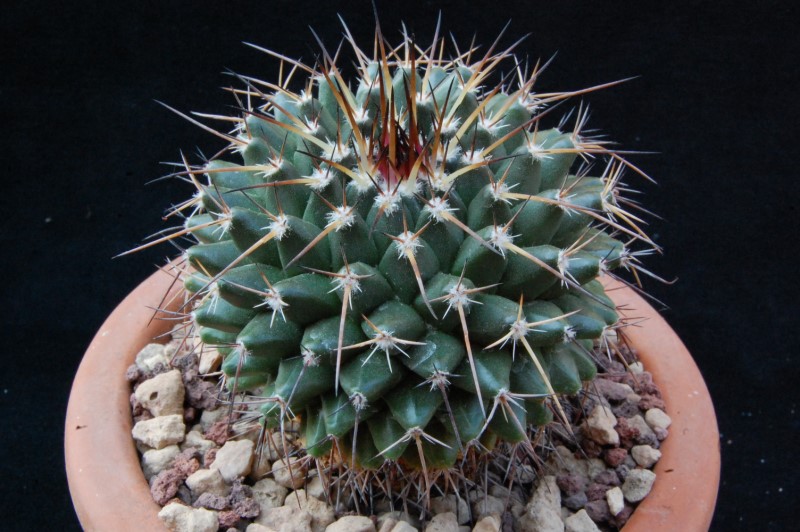 Mammillaria gigantea WH 6