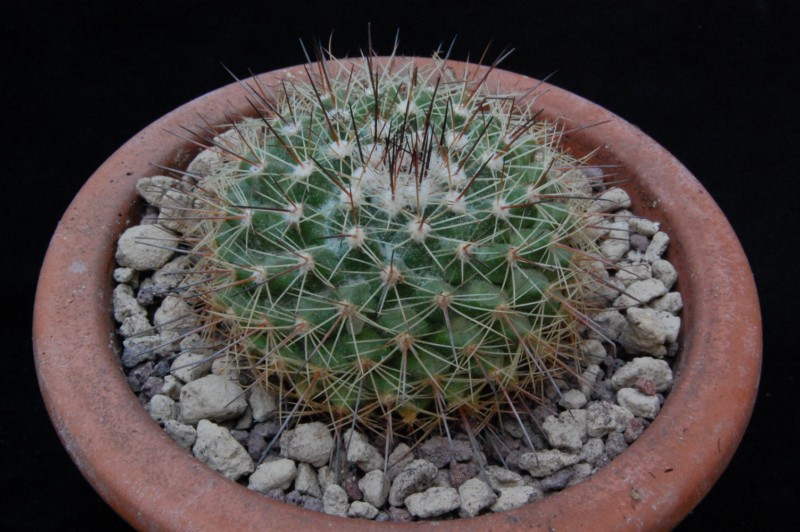 Mammillaria melanocentra ssp. rubrograndis LAU 1220