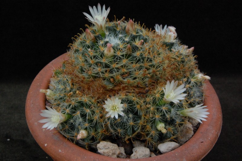 Mammillaria trichacantha SB 21