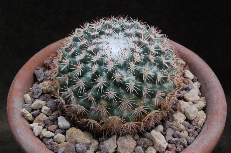 Mammillaria standleyi K 360