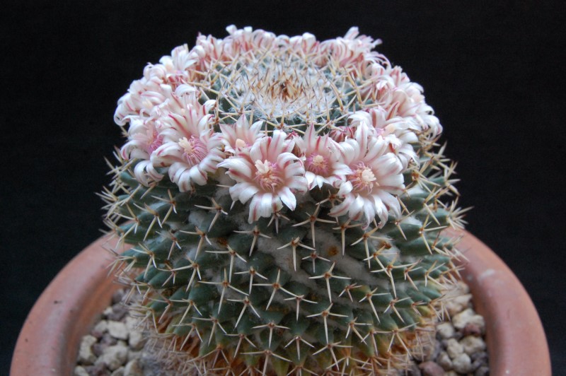 Mammillaria eumorpha REP 2264