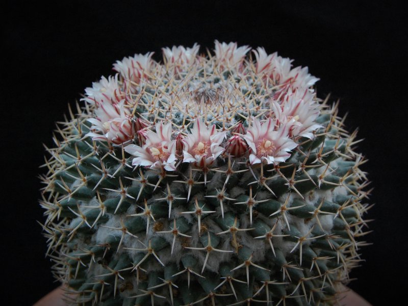 Mammillaria eumorpha REP 2264