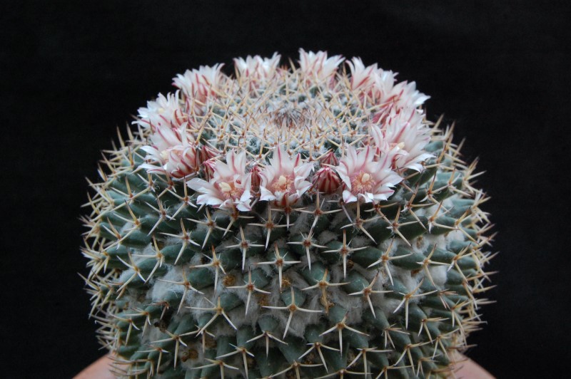 Mammillaria eumorpha REP 2264