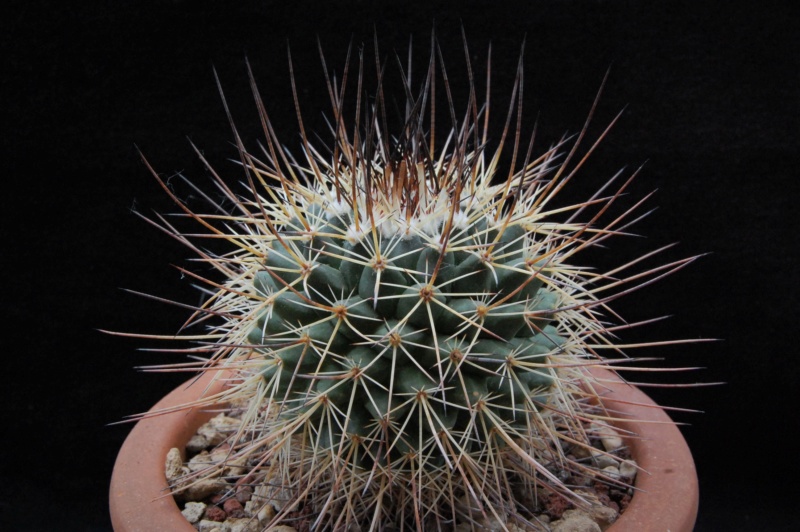 Mammillaria papasquiarensis HO 511a