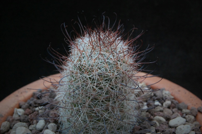 Mammillaria microcarpa M 284a