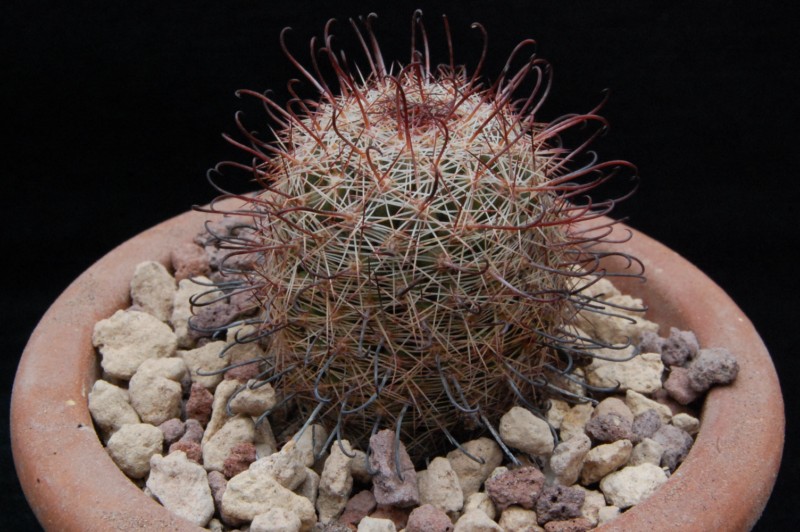 Mammillaria microcarpa M 284a