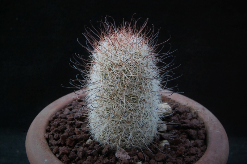 Mammillaria microcarpa M 284a