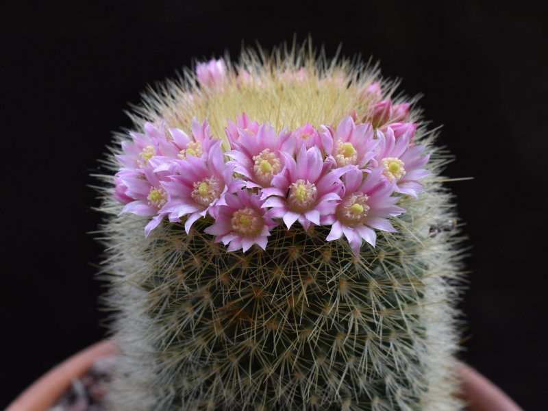 Mammillaria crassior FO 273