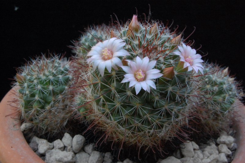 Mammillaria fittkaui 