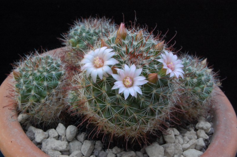 Mammillaria fittkaui 