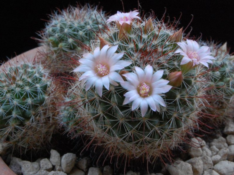 Mammillaria fittkaui 