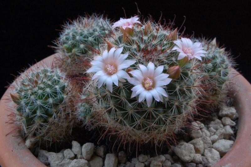 Mammillaria fittkaui 