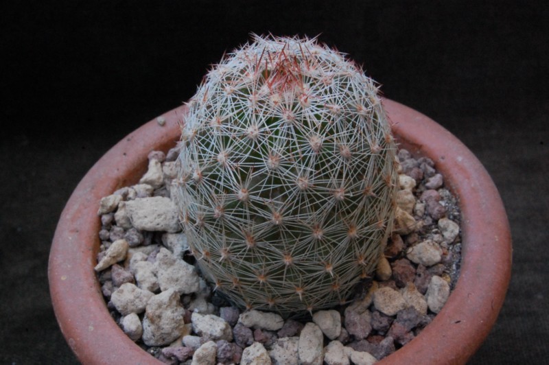 Mammillaria microcarpa WH 183