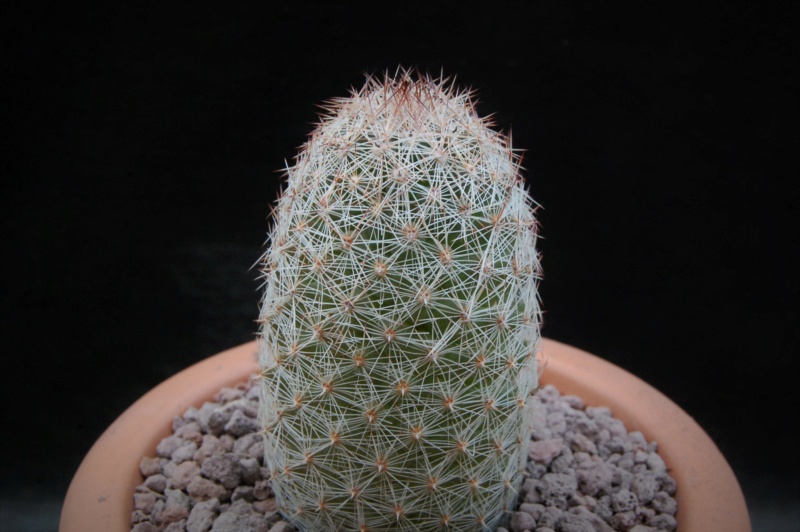 Mammillaria microcarpa WH 183