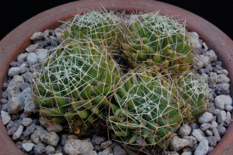 Mammillaria decipiens ssp. albescens 