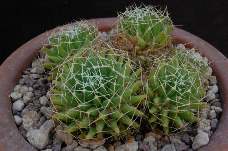 Mammillaria decipiens ssp. albescens 