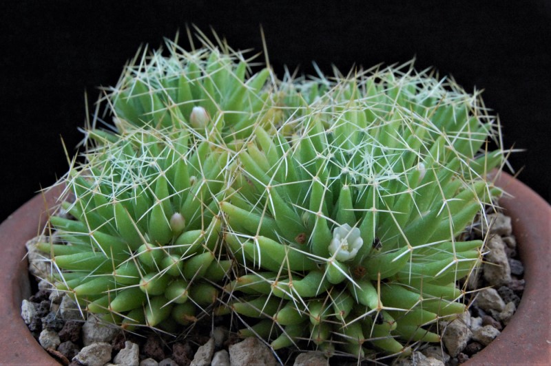 Mammillaria decipiens ssp. albescens 