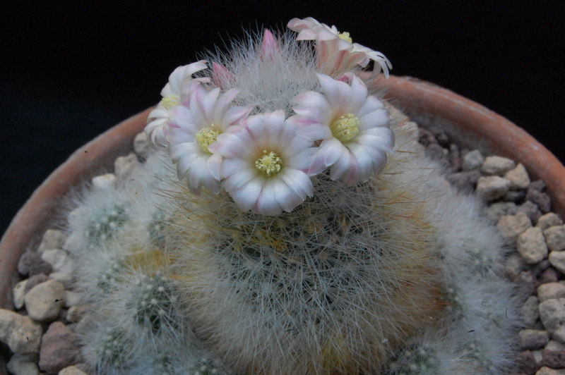 Mammillaria schwarzii f. roseiflora 