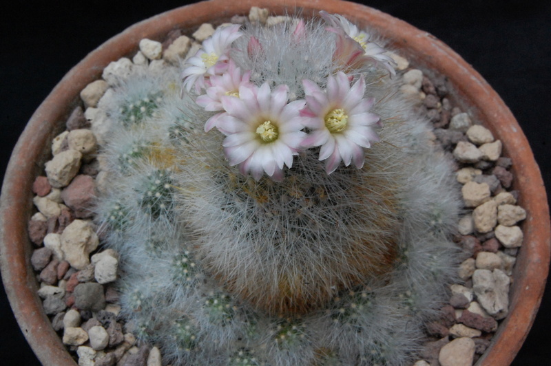 Mammillaria schwarzii f. roseiflora 