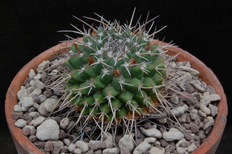 Mammillaria seitziana v. tolantongensis REP 1689