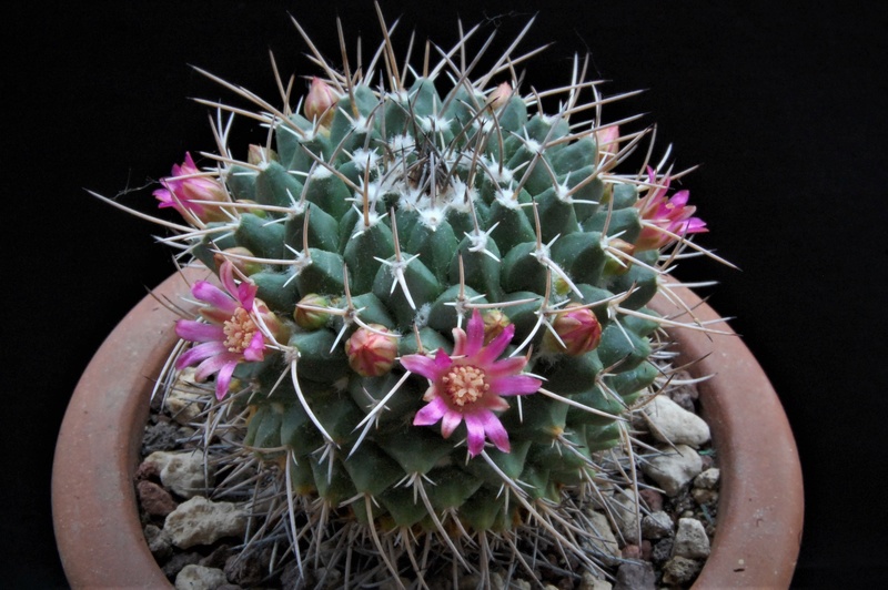 Mammillaria seitziana v. tolantongensis REP 1689