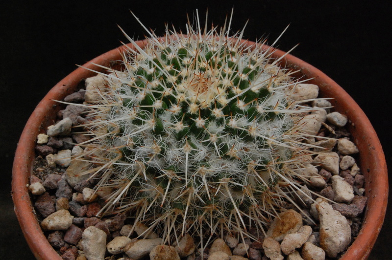 Mammillaria karwinskiana ssp. nejapensis 