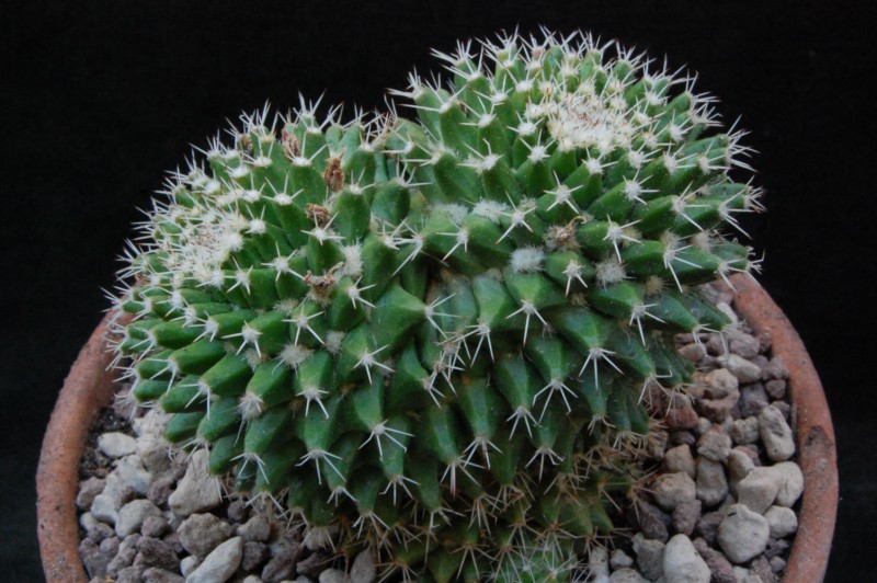 Mammillaria knippeliana 