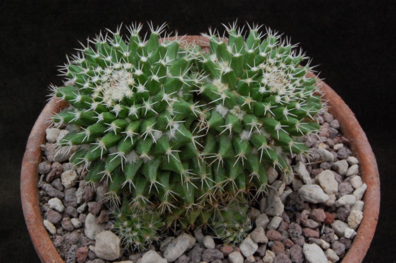 Mammillaria knippeliana 