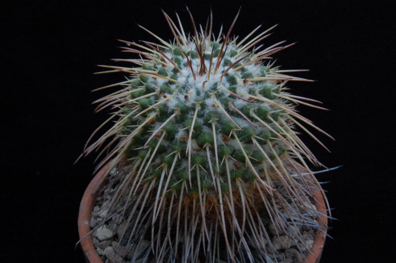 Mammillaria bernalensis REP 786