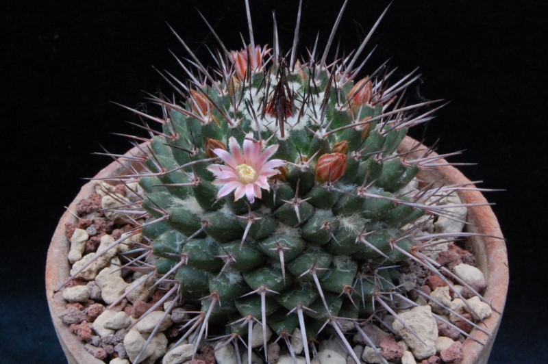 Mammillaria carnea REP 1322