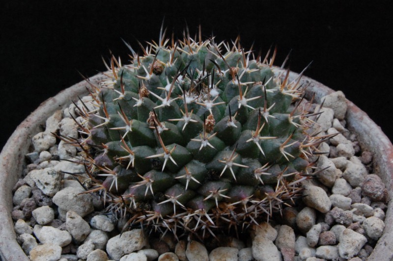 Mammillaria vagaspina REP 1061