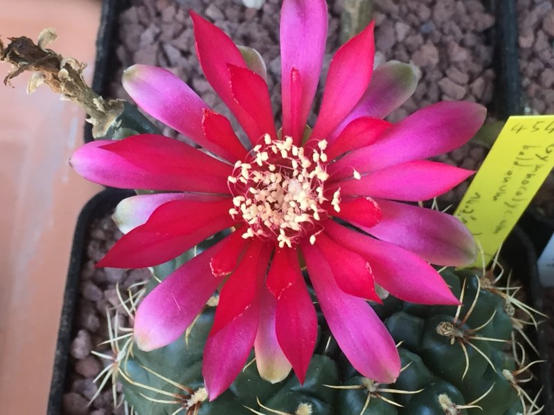 Gymnocalycium baldianum 