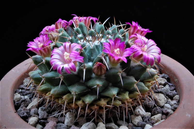 Mammillaria bucareliensis ML 485