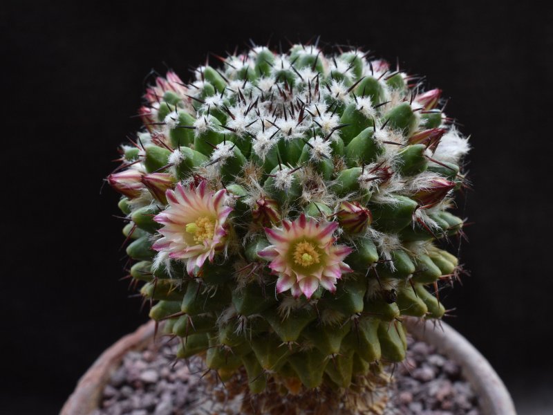 Mammillaria confusa REP 169